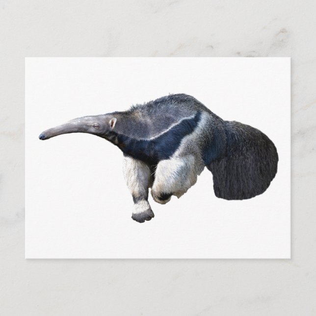 Carte Postale Anteater géant isolé marche (Devant)