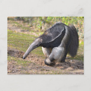 Carte Postale Anteater géant marchant sur l'herbe