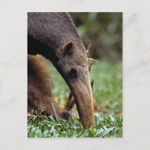 Carte Postale Anteater géant (Myrmecophaga tridactyla)