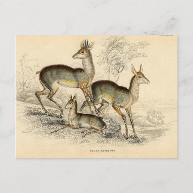 Carte postale Antelope (Devant)
