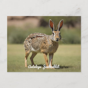Carte Postale Antelope Jackrabbit debout sur l'herbe