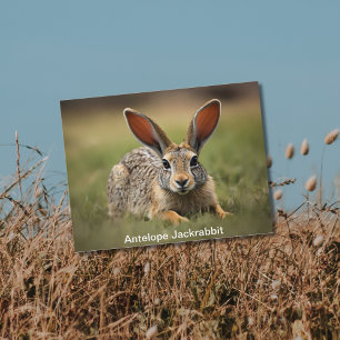 Carte Postale Antelope Jackrabbit pondre sur l'herbe