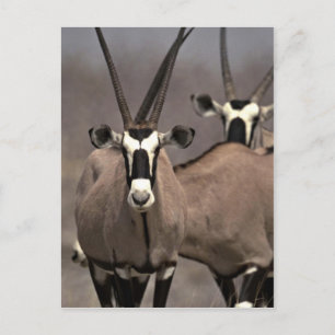 Carte Postale Antenne d'Oryx