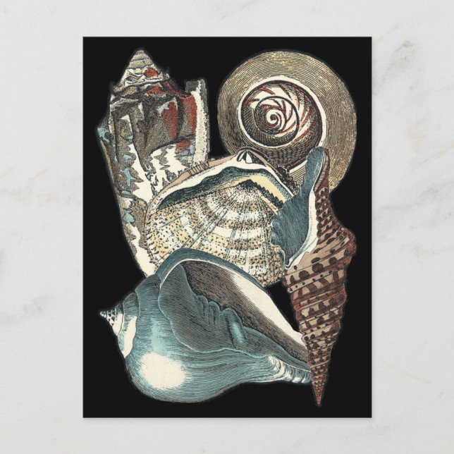 Carte Postale Anthologie des coquillages (Devant)