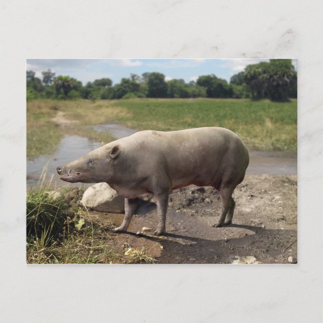 Carte postale Anthracotherium ("Bête de charbon") (Devant)