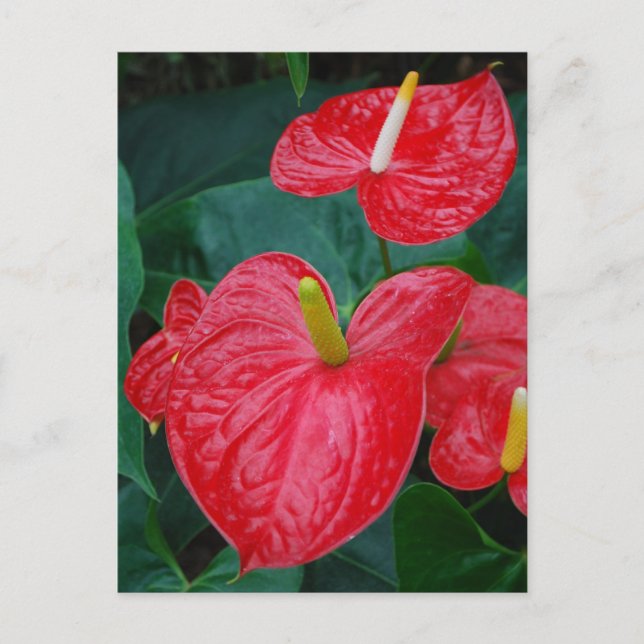 Carte Postale anthurium rouge - fleur tropicale (Devant)