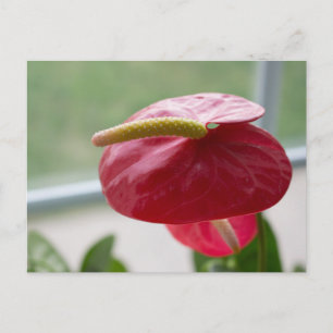 Carte Postale Anthurium, rouge, vert, fleur, photographie