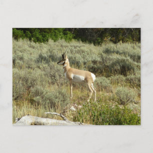Carte Postale Antilocapre dans le parc national de Grand Teton