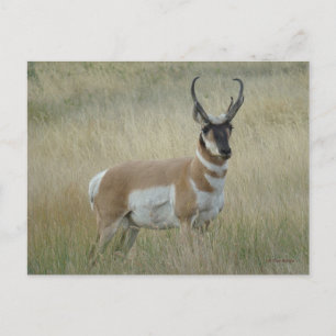 Carte Postale Antilope d'Amérique A8 Gros Buck