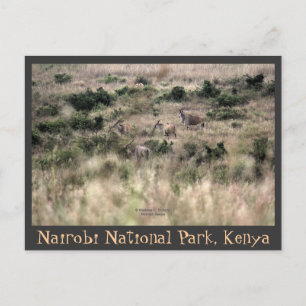 Carte Postale Antilopes Eland dans le Parc national de Nairobi, 