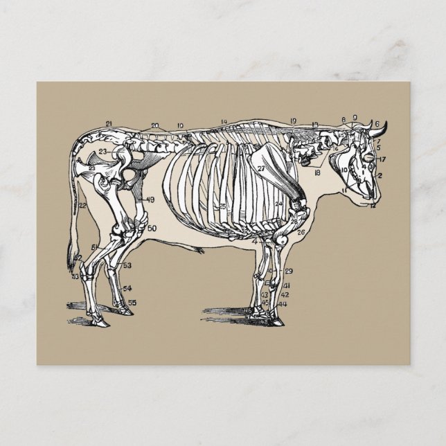 Carte Postale Antique Cow Skeleton Bones (Devant)