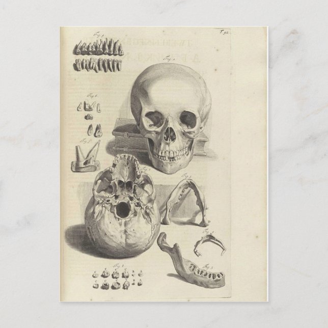 Carte postale Antique Crâne Anatomie (Devant)