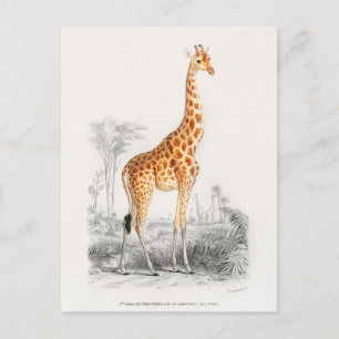 Carte Postale Antique Giraffe Histoire naturelle Imprimer Orbign