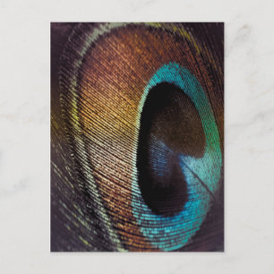 Carte Postale Antique Hues Peacock Feather Eye