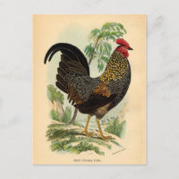 Antique Imprimer Cockerel Vintage coq au coq au co