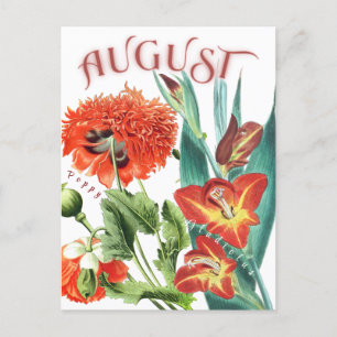 Carte Postale Août Mois Fleurs Gladiolus & Poppy fantaisie