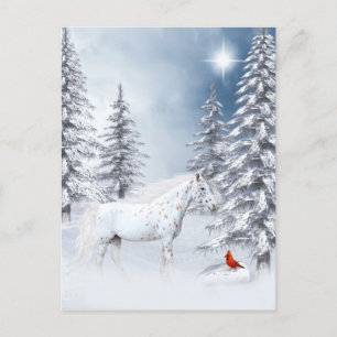 Carte Postale Apaloosa d'hiver