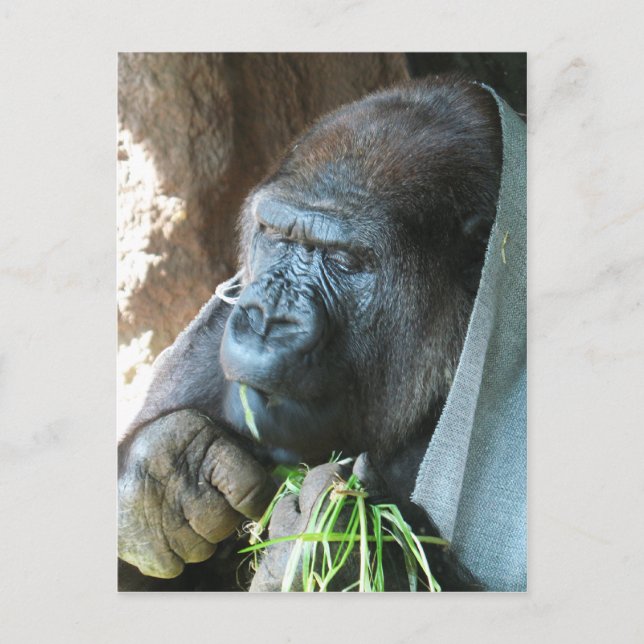 Carte Postale Ape hood ~ Japonais Gorilla Manger (Devant)