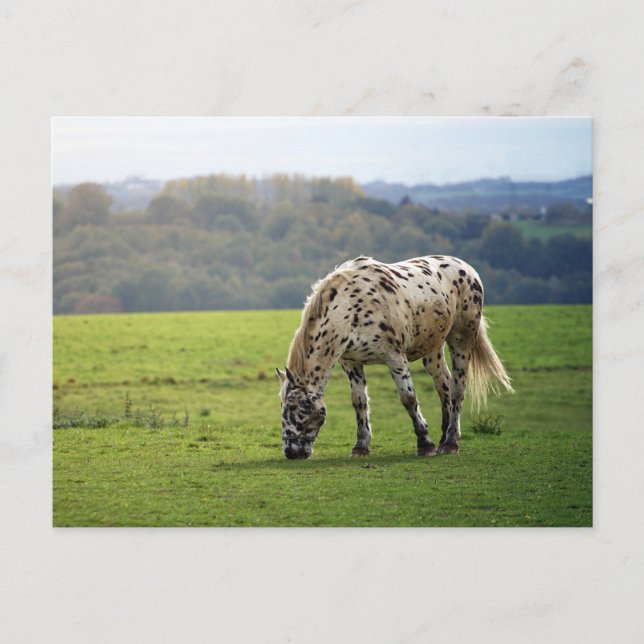 Carte Postale Appaloosa (Devant)