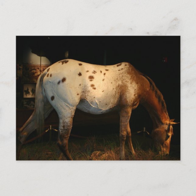 Carte postale Appaloosa (Devant)