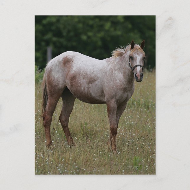 Carte Postale Appaloosa Cheval debout dans l'herbe (Devant)