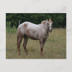 Carte Postale Appaloosa Cheval debout dans l'herbe
