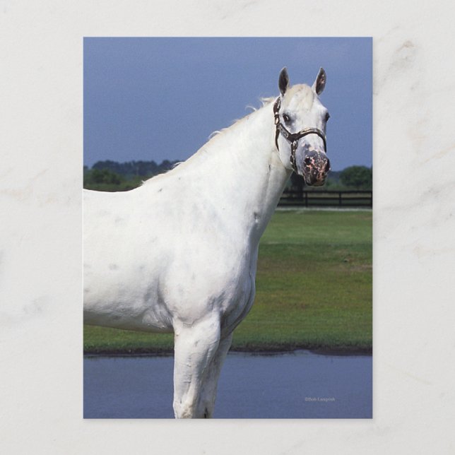 Carte Postale Appaloosa Horse (Devant)