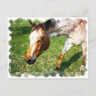 Carte postale Appaloosa Horse