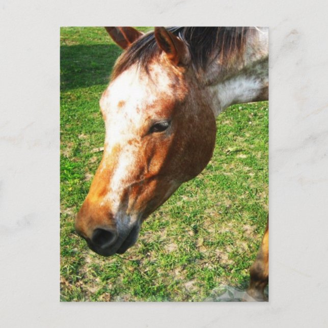 Carte postale Appaloosa Horse (Devant)