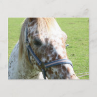 Carte postale Appaloosa Horse