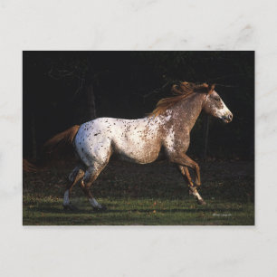 Carte Postale Appaloosa Horse Running 4