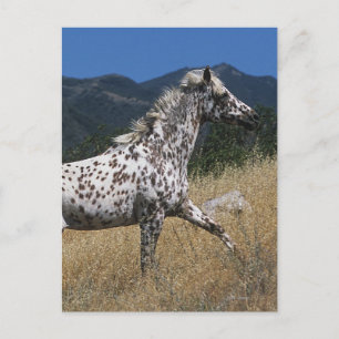 Carte Postale Appaloosa Horse Running up Mountain