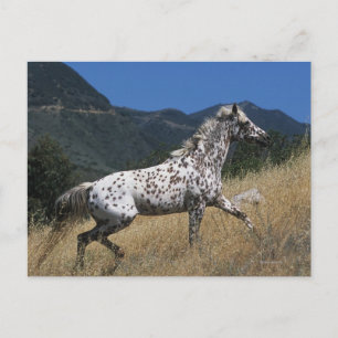 Carte Postale Appaloosa Horse Running up Mountain