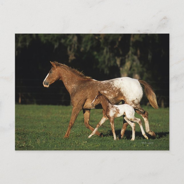 Carte Postale Appaloosa Mare Et Foie (Devant)