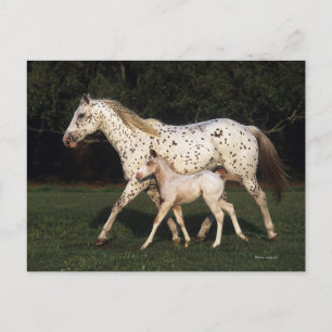 Carte Postale Appaloosa Mare et Foie en champ