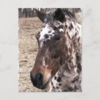 Carte postale Appaloosa Stallions