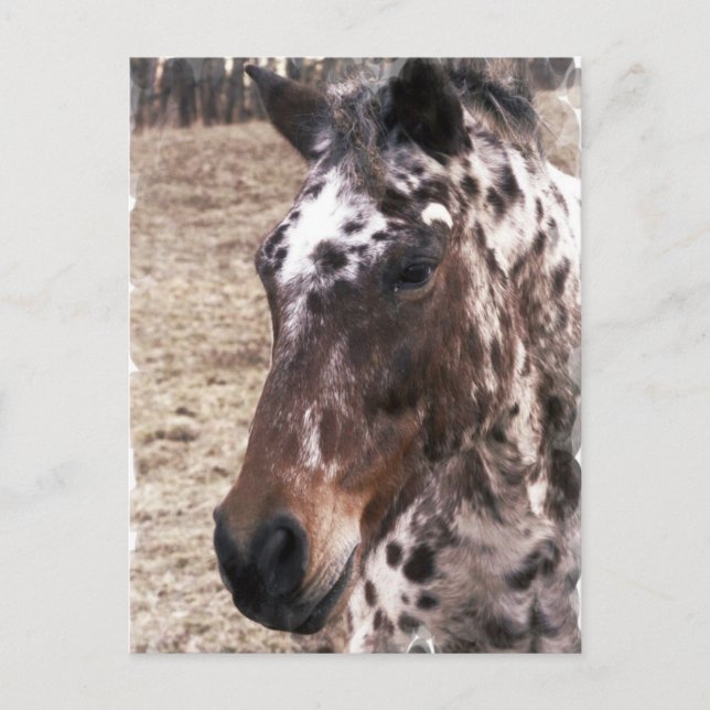 Carte postale Appaloosa Stallions (Devant)