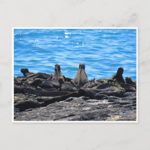 Carte Postale apparence de l'iguane marin