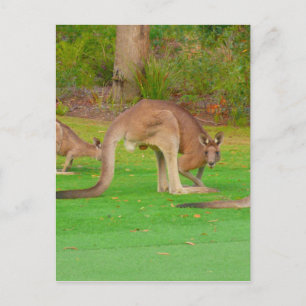 Carte Postale apparence des pièces