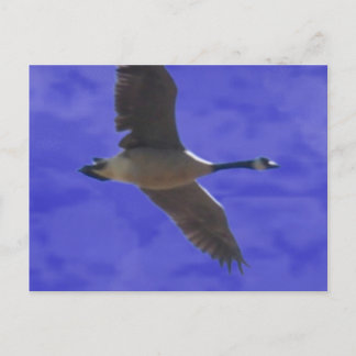 Carte Postale Appel de liberté