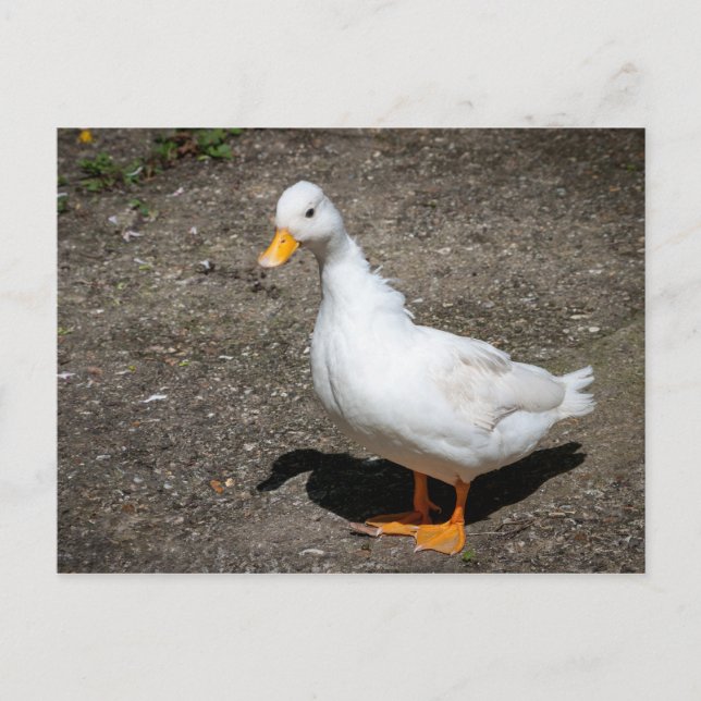 Carte Postale Appeler canard (Devant)
