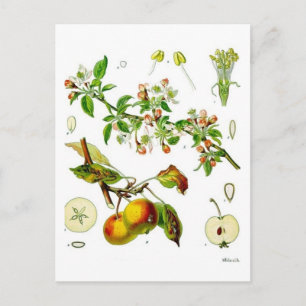 Carte Postale Apple