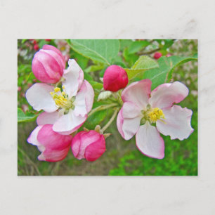 Carte Postale Apple Blossom Time