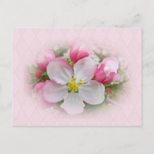 Carte Postale Apple Blossom Time
