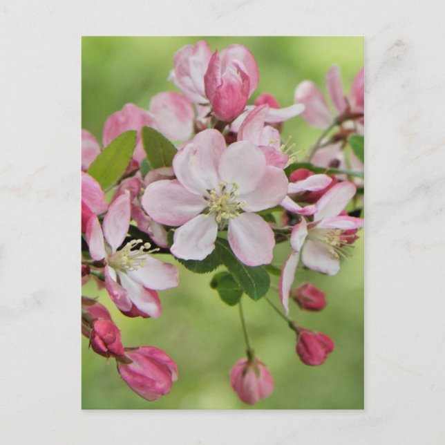 Carte postale Apple fleurit (Devant)