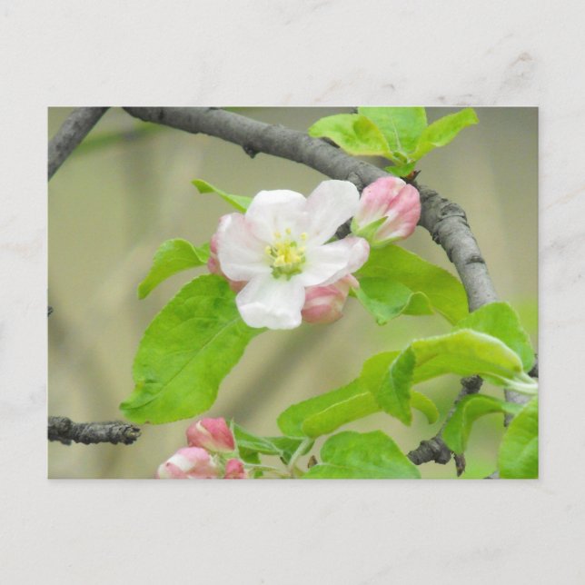 Carte Postale Apple rose fleurissent (Devant)
