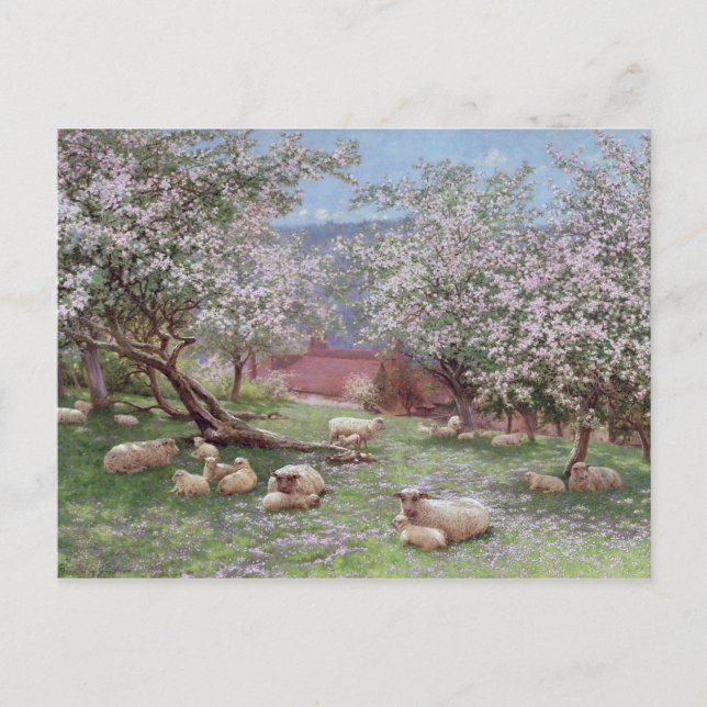 Carte Postale Appleblossom (Devant)