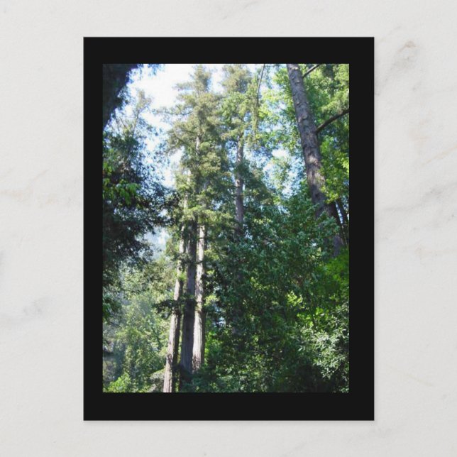 Carte Postale Après-midi dans les Sequoias (Devant)