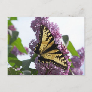 Carte Postale Après-midi de la lavande