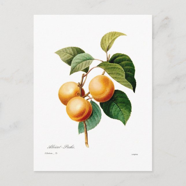 Carte Postale Apricot (Devant)